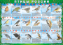 Комплект таблиц "Птицы России (4 листа)" (100х140 сантиметров, винил) - fgospostavki.ru - Томск