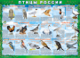 Комплект таблиц "Птицы России (4 листа)" (100х140 сантиметров, винил) - fgospostavki.ru - Томск
