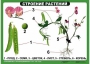 Комплект таблиц "Ознакомление с окружающим миром 1-4 класс" - fgospostavki.ru - Томск
